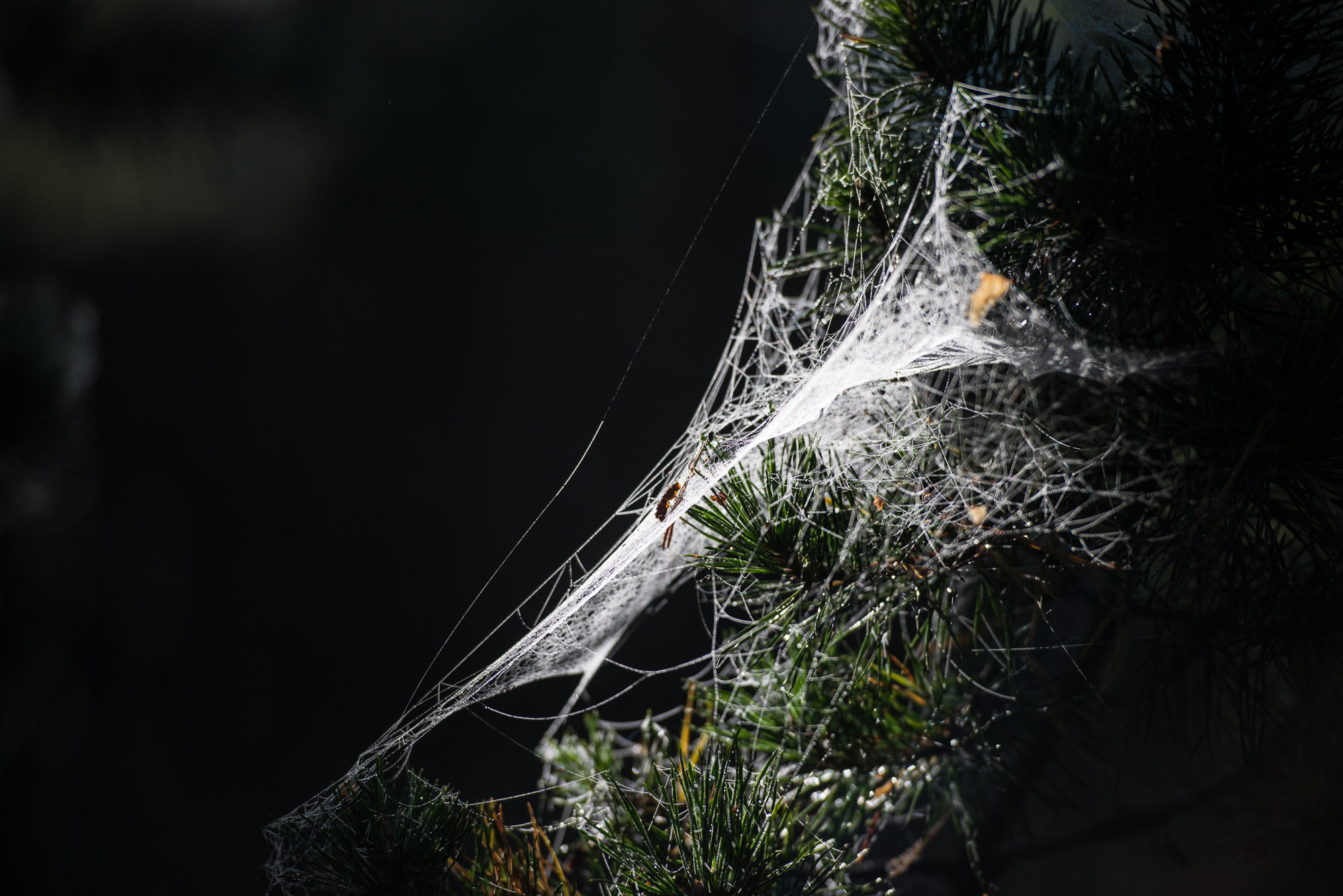 Spindelnät en höstmorgon i stockholms skärgård